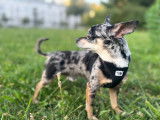 Mâle Chihuahua bleu merle feu disponible pour saillie