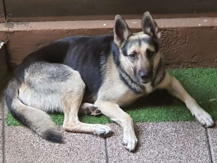 Chien Croisé Berger Allemand et Malinois à donner