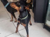 Mâle Pinscher Nain LOF disponible pour saillie