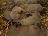 les chiots