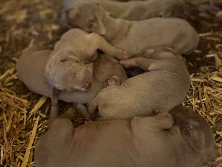 les chiots