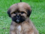 Chiots Lhassa Apso disponibles à la vente (LOF)