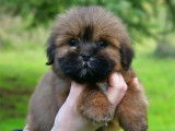 Chiots Lhassa Apso disponibles à la vente (LOF)