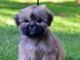 Chiots Lhassa Apso disponibles à la vente (LOF)