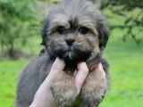 Chiots Lhassa Apso disponibles à la vente (LOF)