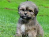 Chiots Lhassa Apso disponibles à la vente (LOF)