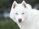 Un chien adulte Husky de Sibérie LOF pour saillie