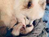 6 chiots Spitz Japonais LOF à réserver