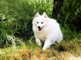 6 chiots Spitz Japonais LOF à réserver