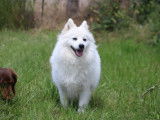 6 chiots Spitz Japonais LOF à réserver