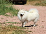 6 chiots Spitz Japonais LOF à réserver