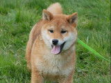 À vendre 2 chiots mâles Shiba Inu LOF
