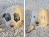 Chiots Montagne des Pyrénées (Patou) LOF à vendre
