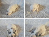 Chiots Montagne des Pyrénées (Patou) LOF à vendre