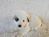 Chiots Montagne des Pyrénées (Patou) LOF à vendre