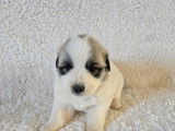 Chiots Montagne des Pyrénées (Patou) LOF à vendre