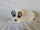 Chiots Montagne des Pyrénées (Patou) LOF à vendre