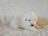 Chiots Montagne des Pyrénées (Patou) LOF à vendre
