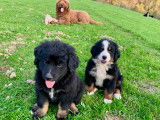 Chiots Bernedoodles sur liste d'attente