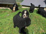 Chiots Bernedoodles sur liste d'attente