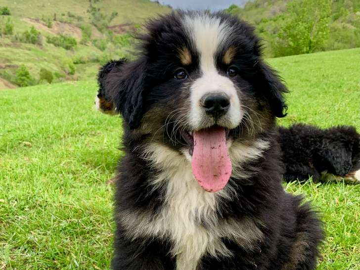 Superbes chiots Bernedoodles à vendre