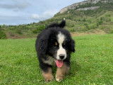 Chiots Bernedoodles sur liste d'attente