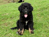 Chiots Bernedoodles sur liste d'attente