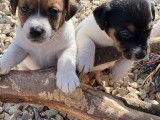 À réserver 2 chiots mâles Jack Russell Terriers LOF