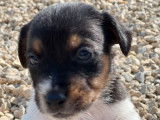 À réserver 2 chiots mâles Jack Russell Terriers LOF