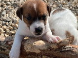 À réserver 2 chiots mâles Jack Russell Terriers LOF