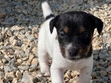 À réserver 2 chiots mâles Jack Russell Terriers LOF
