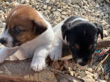 À réserver 2 chiots mâles Jack Russell Terriers LOF