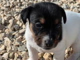 À réserver 2 chiots mâles Jack Russell Terriers LOF