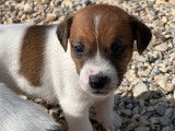 À réserver 2 chiots mâles Jack Russell Terriers LOF