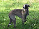 Mise à l’achat d’un chiot mâle Whippet LOF
