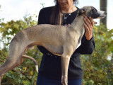 Mise à l’achat d’un chiot mâle Whippet LOF