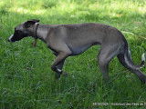 Mise à l’achat d’un chiot mâle Whippet LOF