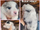 6 chiots Border Collies LOF disponibles &agrave; la r&eacute;servation