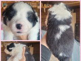 6 chiots Border Collies LOF disponibles &agrave; la r&eacute;servation