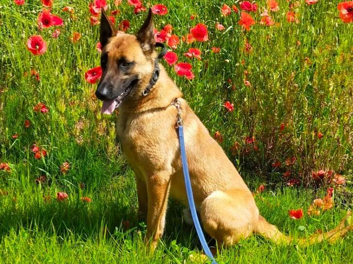 Chien adulte de race Berger Belge Malinois Mâle à donner