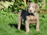 10 chiots Braque de Weimar à vendre (LOF)
