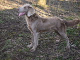 10 chiots Braque de Weimar à vendre (LOF)
