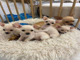 Chiots Chihuahua à vendre