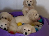 Des chiots Golden Retrievers LOF disponibles à la vente