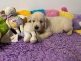 Des chiots Golden Retrievers LOF disponibles à la vente