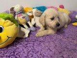 Des chiots Golden Retrievers LOF disponibles à la vente