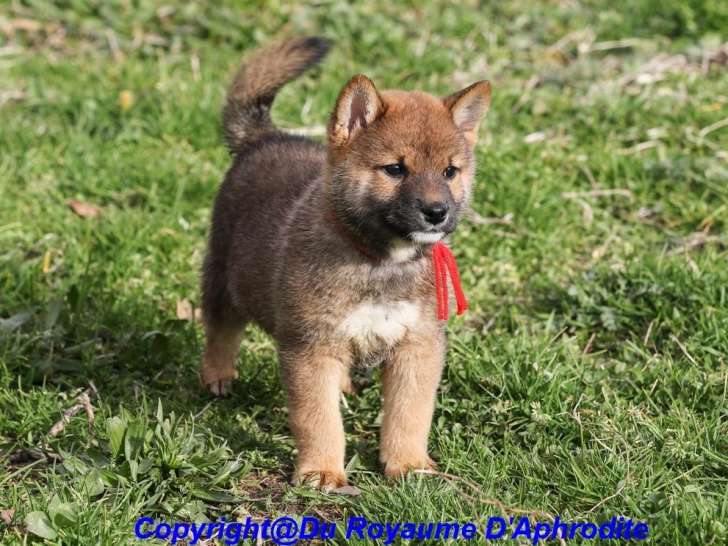 2 chiots Shiba Inu LOF disponibles à la vente