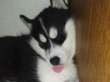 Chiot femelle Husky Sib&eacute;rien LOF &agrave; vendre