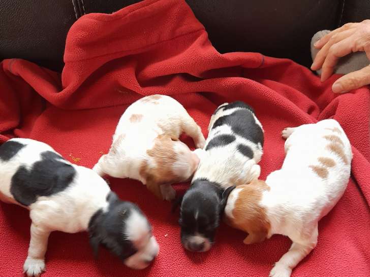 Superbes chiots Épagneul Breton de pure race à vendre
