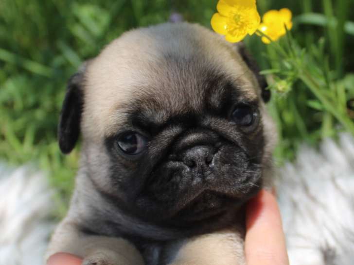 Chiots Carlin
